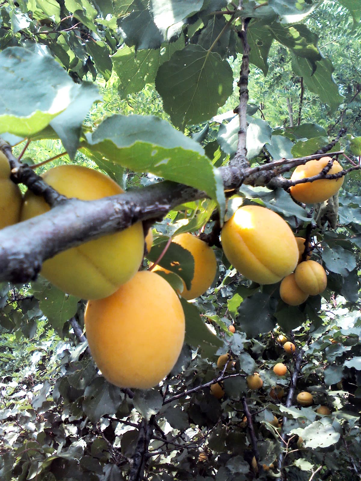 Оранжевые плоды абрикоса на ветке среди листьев с зубчатым краем