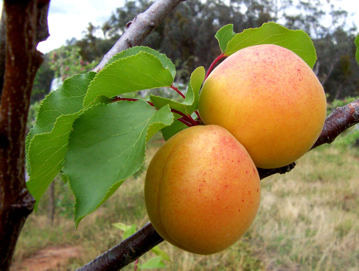 Абрикос (Prunus armeniaca) — внешний вид растения