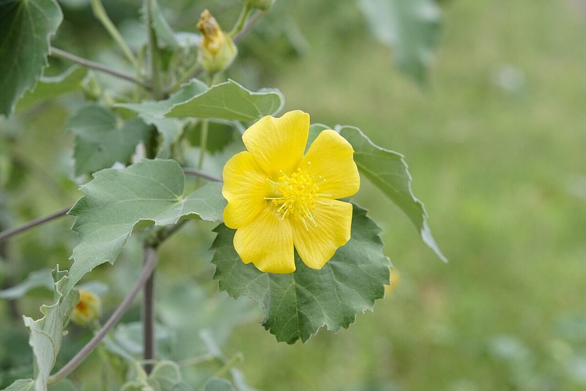Абутилон (комнатный клён) (Abutilon) — внешний вид растения