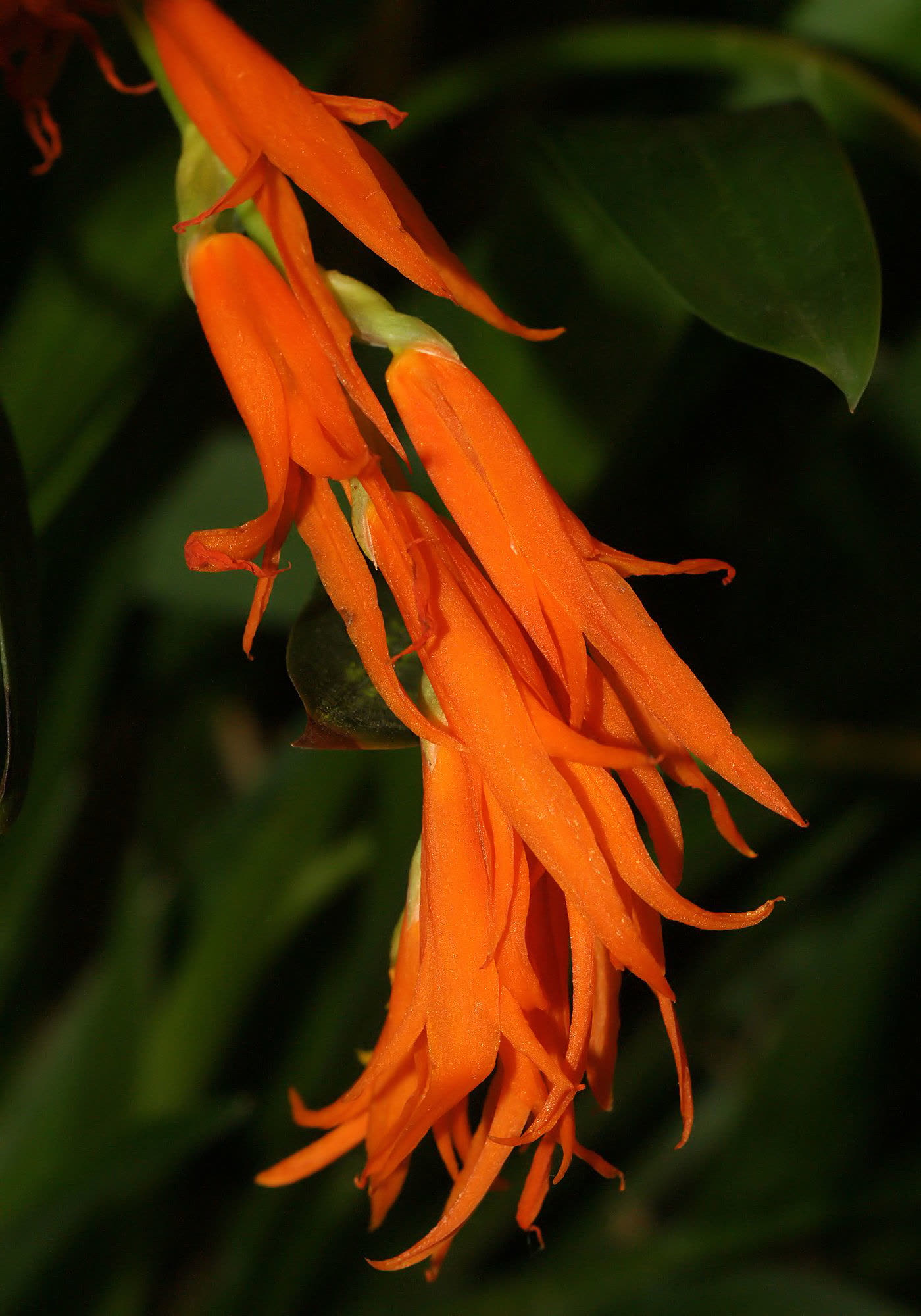 Ада ауранциака (Ada aurantiaca) — узкие нераскрывающиеся оранжево-красные цветки