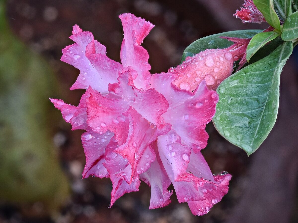 Адениум (роза пустыни) (Adenium obesum) — внешний вид растения