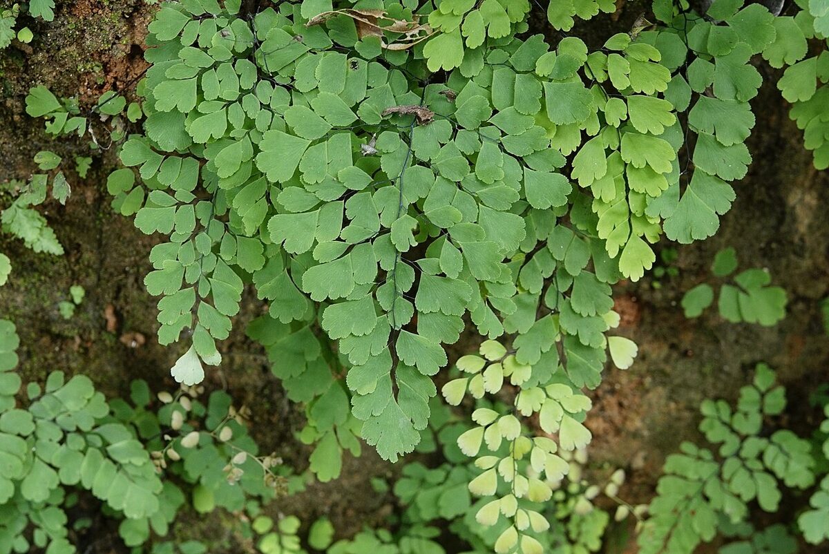 Адиантум (венерин волос) (Adiantum) — внешний вид растения