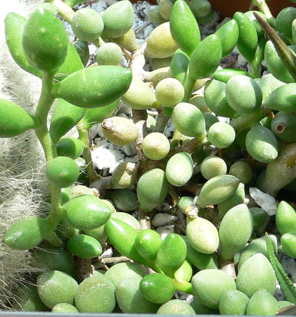Адромискус (Adromischus) — внешний вид растения