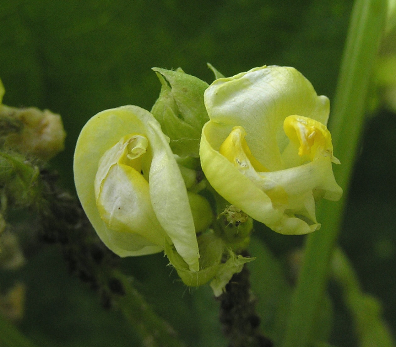 Адзуки (Vigna angularis) — цветки растения крупным планом