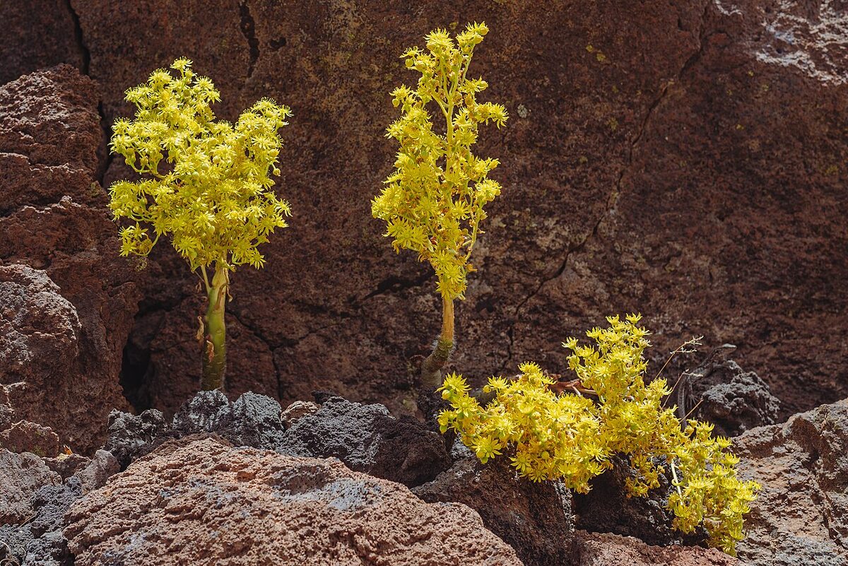 Эониум (Aeonium) — внешний вид растения