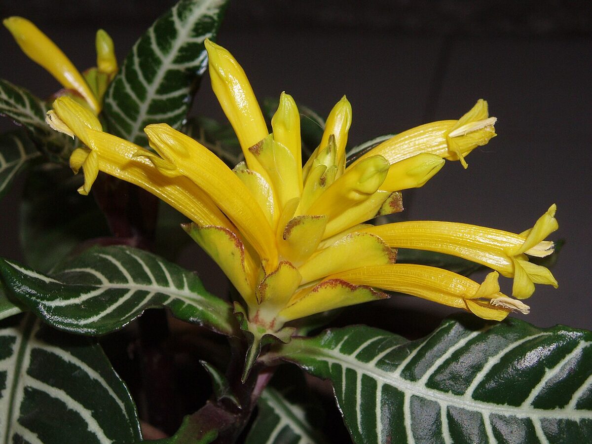 Афеландра (Aphelandra squarrosa) — внешний вид растения