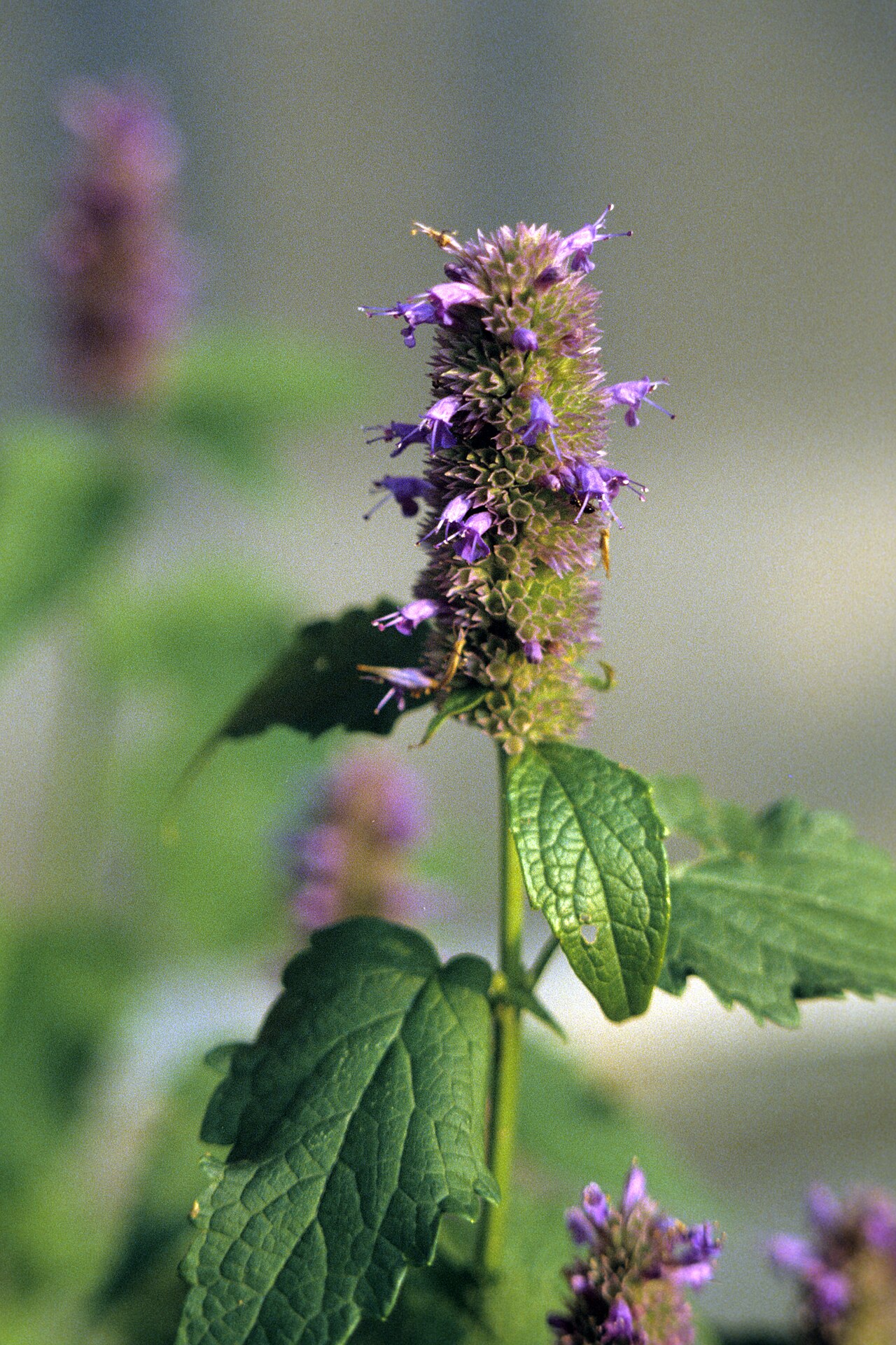 Агастахе (Agastache) — внешний вид растения