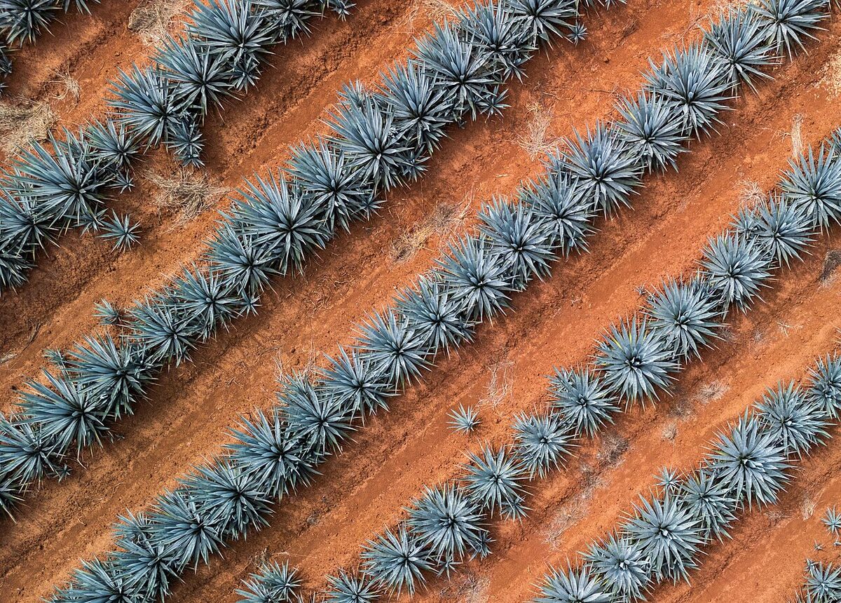Агава (Agave) — внешний вид растения