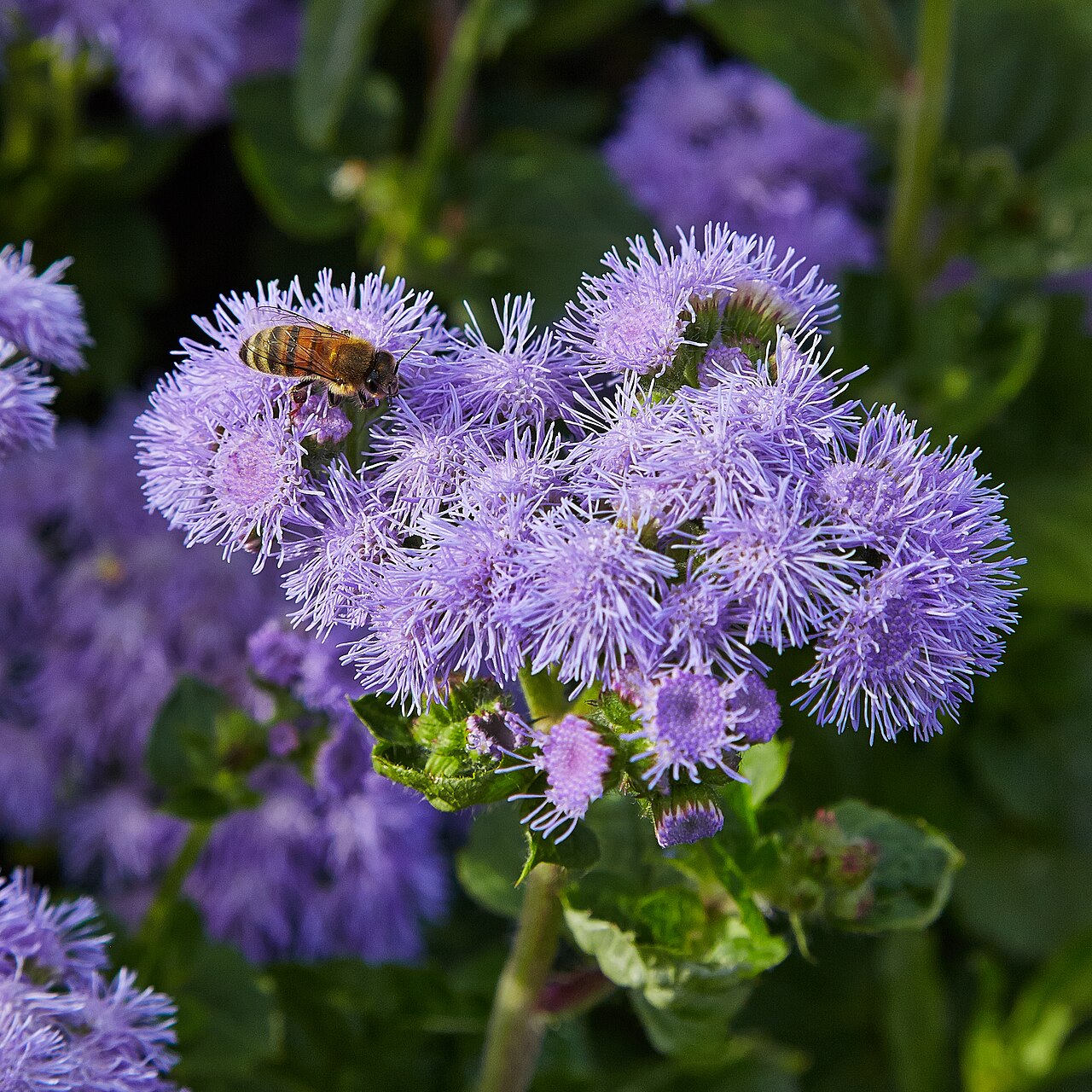Агератум (Ageratum houstonianum) — внешний вид растения