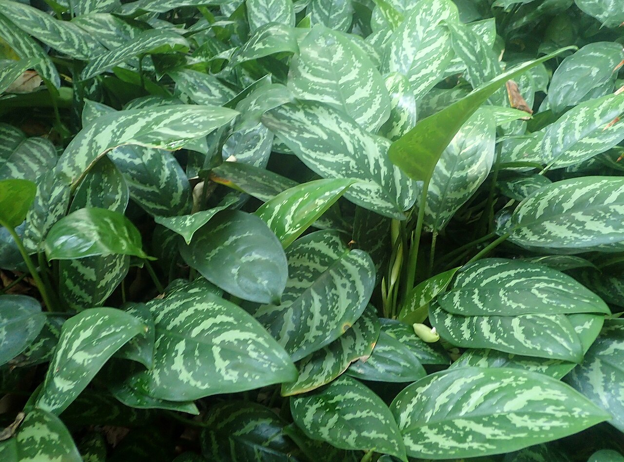Аглаонема изменчивая (Aglaonema commutatum) с серебристо-зелёным узором на ланцетных листьях