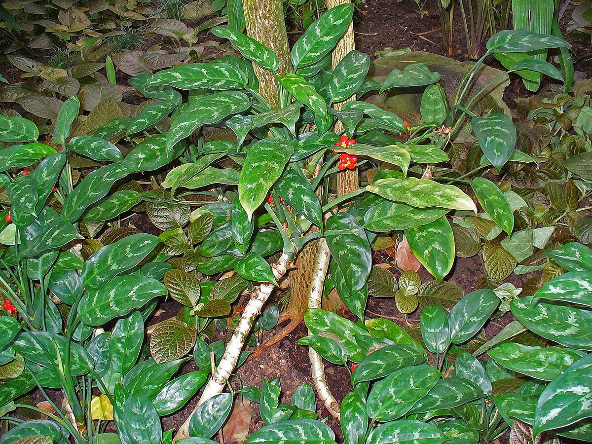 Аглаонема (Aglaonema) — внешний вид растения