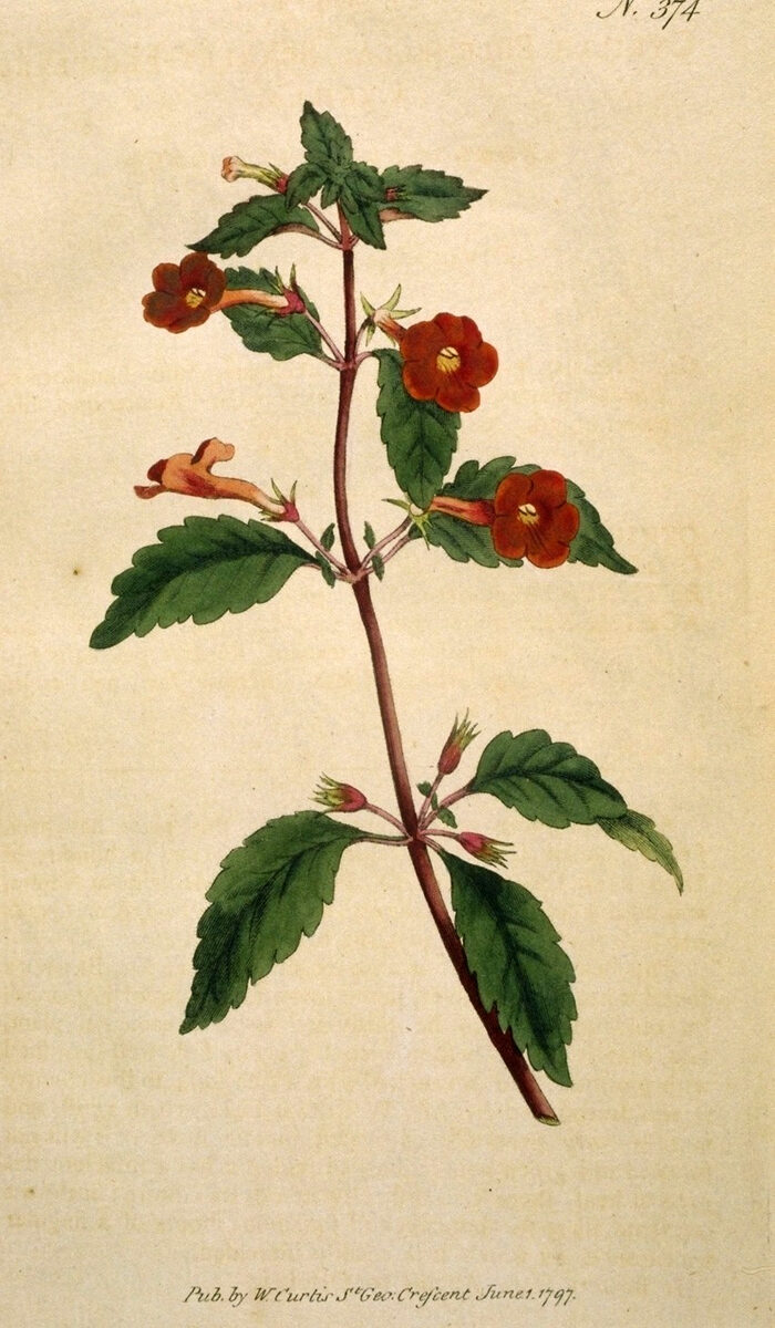Ахименес (Achimenes) — внешний вид растения