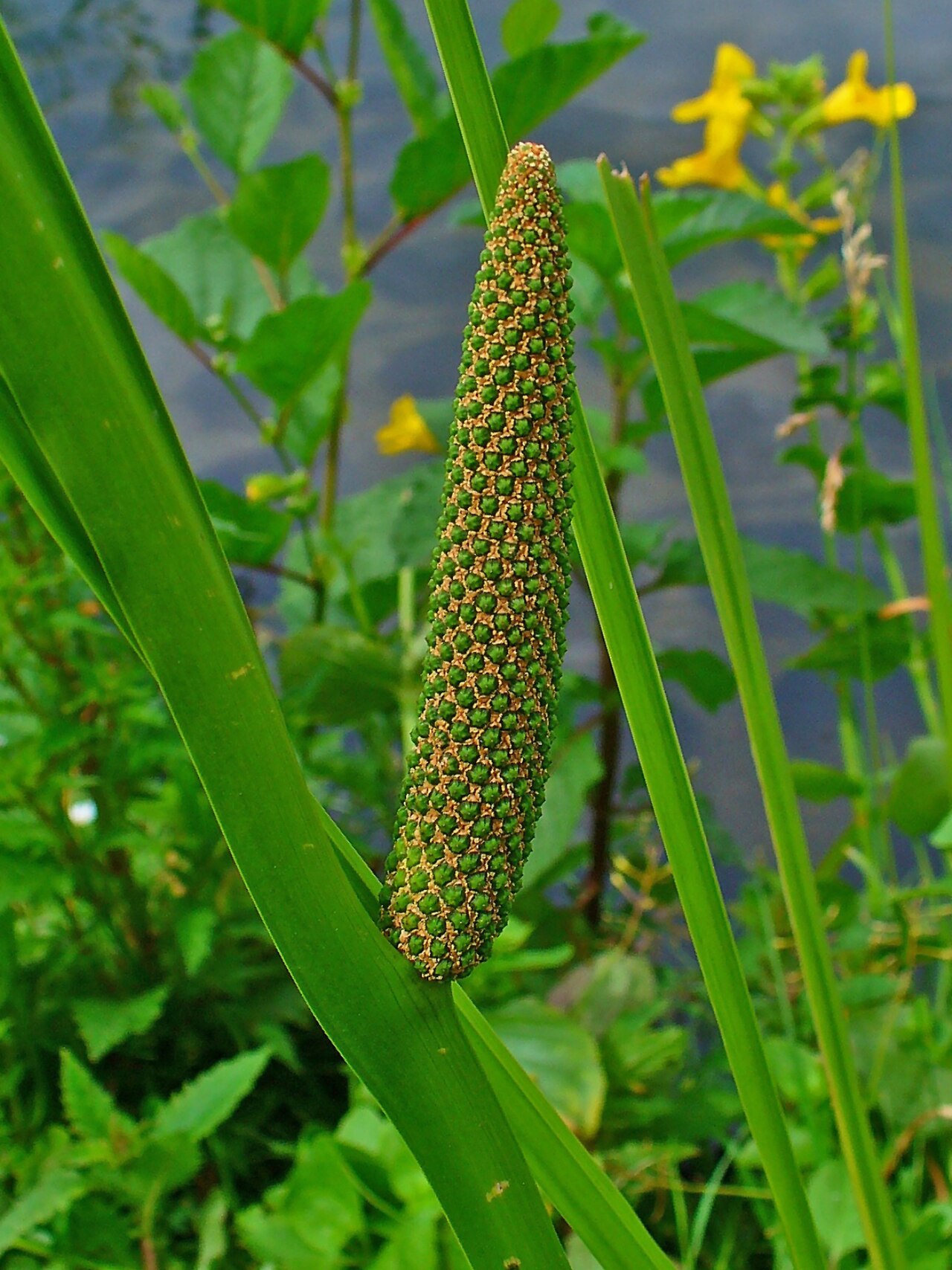 Аир (Acorus calamus) — внешний вид растения