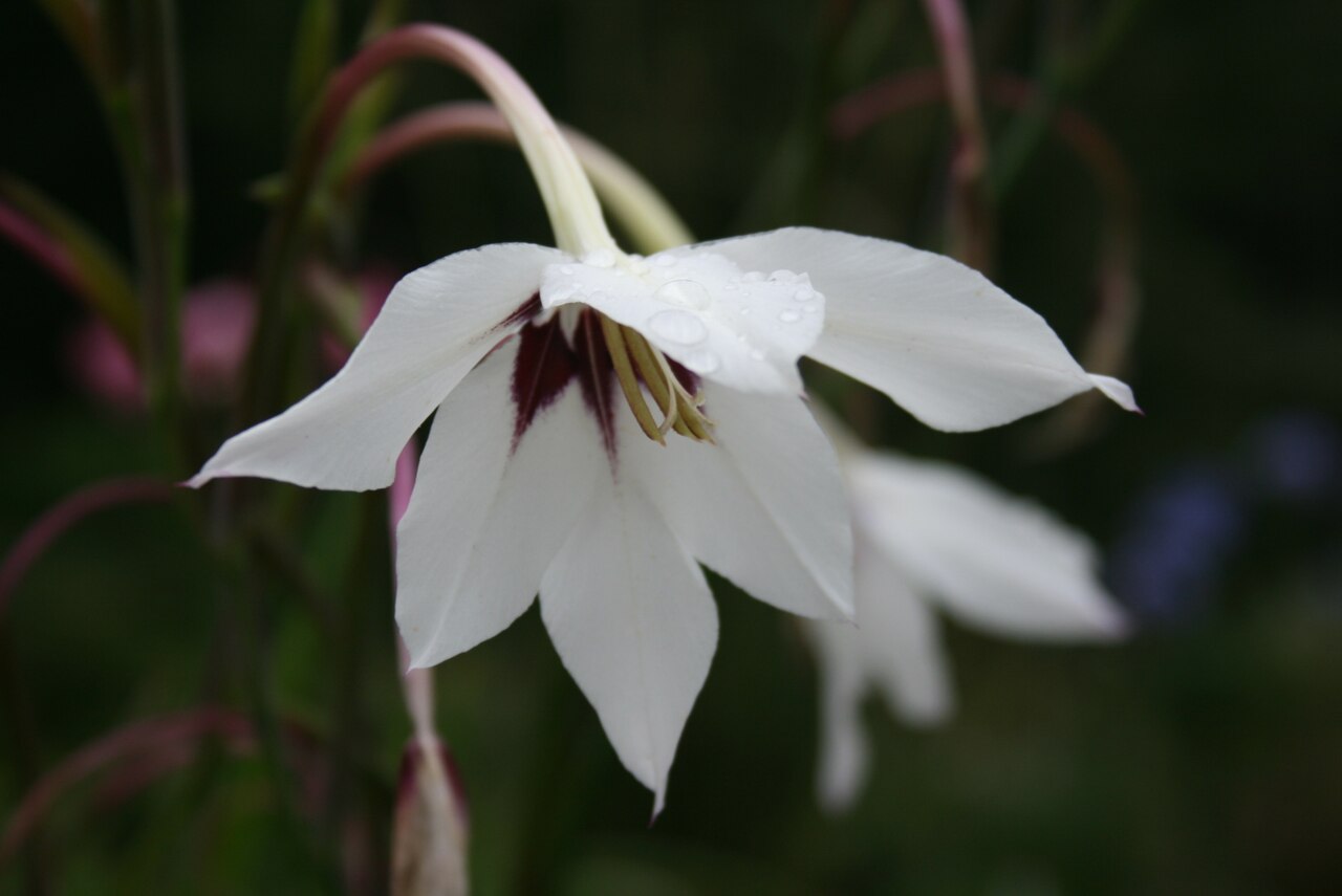Ацидантера (Gladiolus murielae) — внешний вид растения