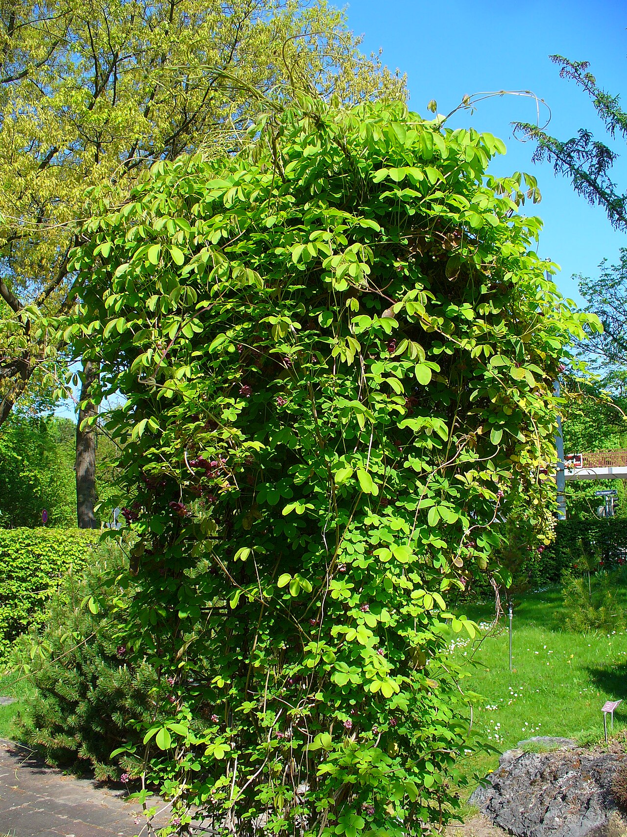 Аккебия (Akebia quinata) — внешний вид растения