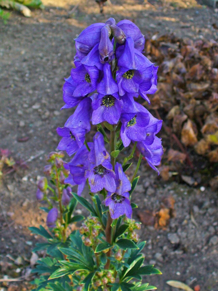 Аконит (Aconitum) — внешний вид растения