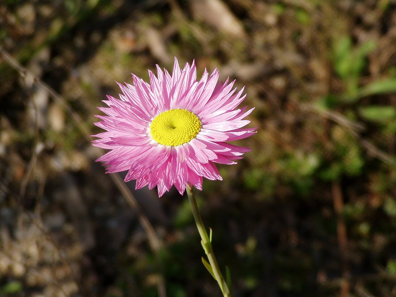 Акроклинум (Rhodanthe chlorocephala) — внешний вид растения