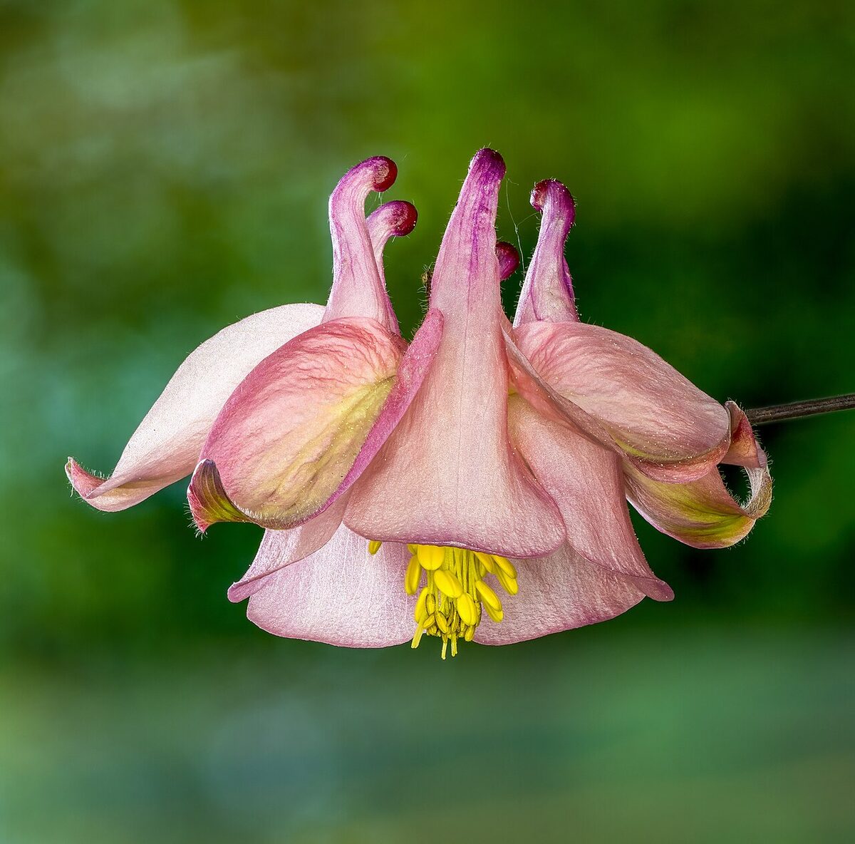 Аквилегия (Aquilegia vulgaris) — внешний вид растения