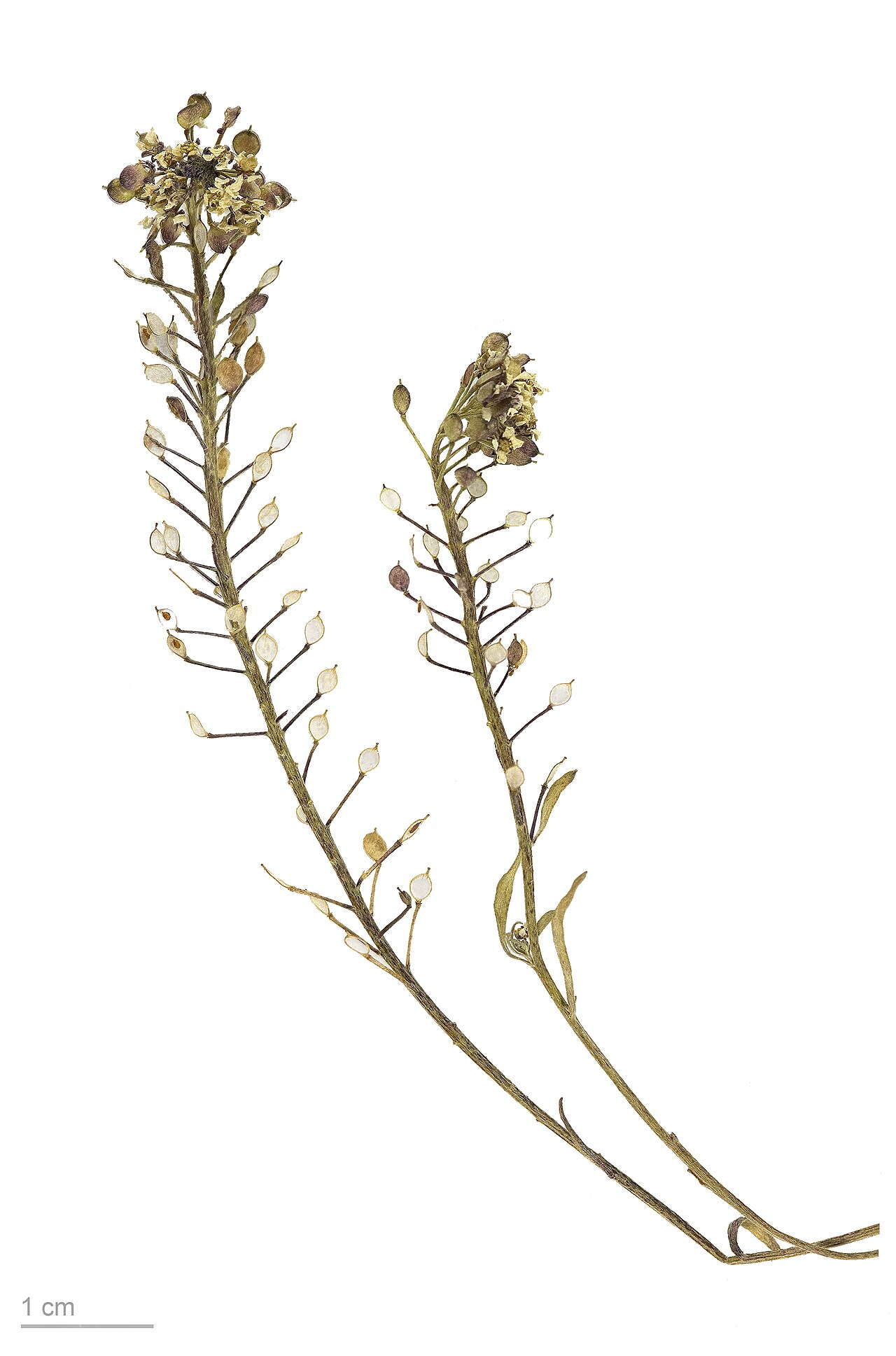 Алиссум (Lobularia maritima) — внешний вид растения