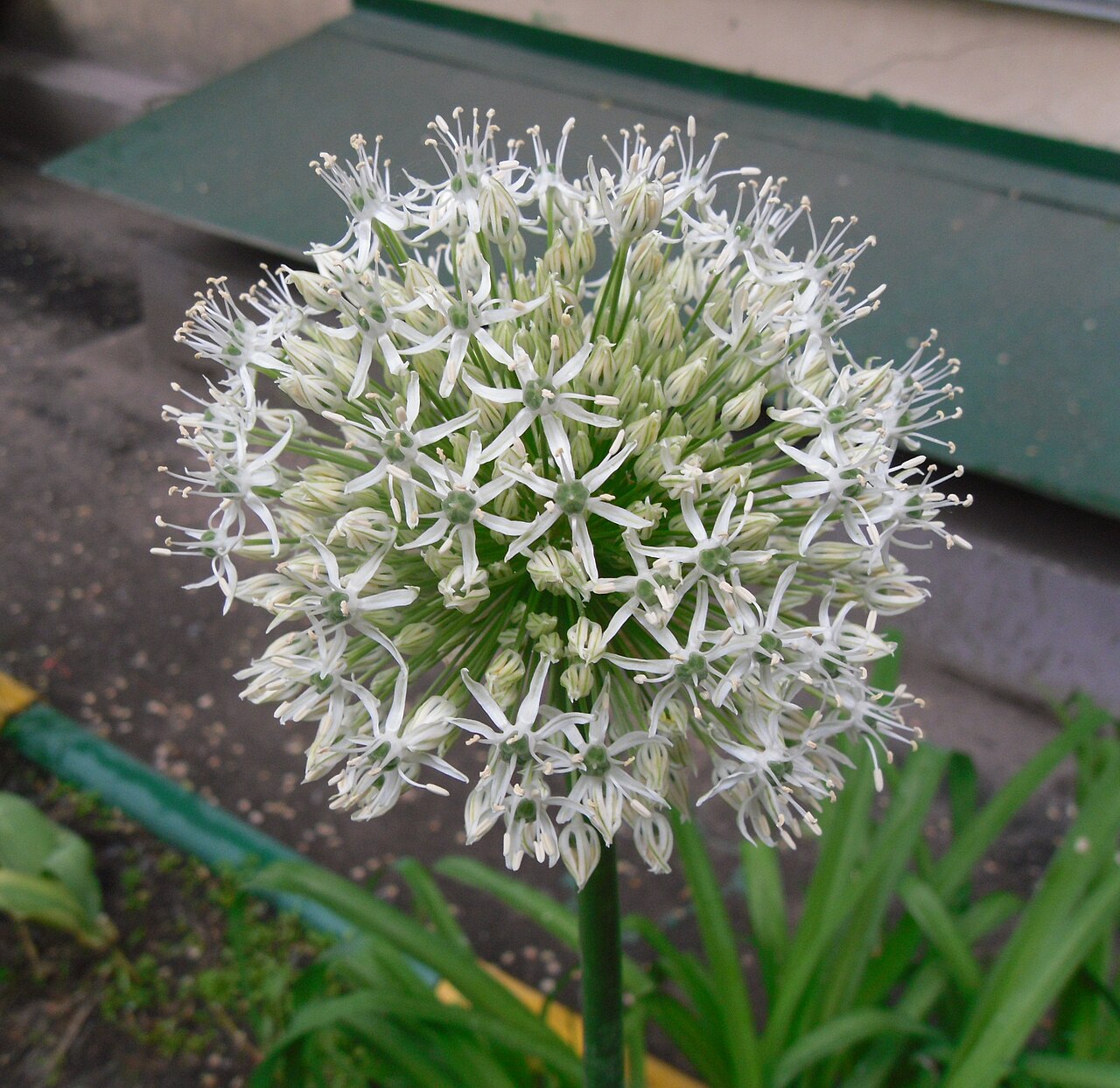 Аллиум (Allium (декоративный)) — внешний вид растения