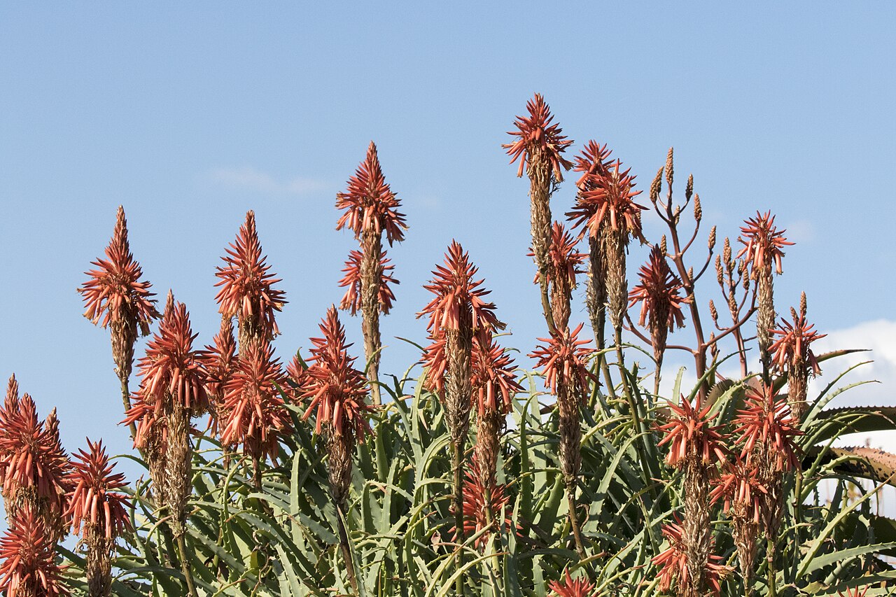 Алоэ древовидное (Aloe arborescens) в цвету — ветвистый куст с узкими зазубренными сизо-зелёными листьями и оранжево-красными свечами соцветий на длинных цветоносах