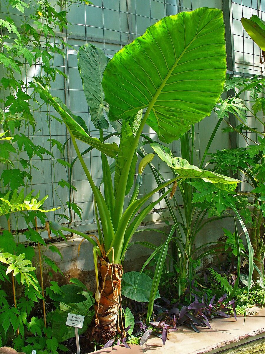 Алоказия (Alocasia) — внешний вид растения