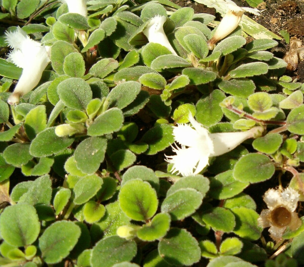 Алсобия (Alsobia) — внешний вид растения