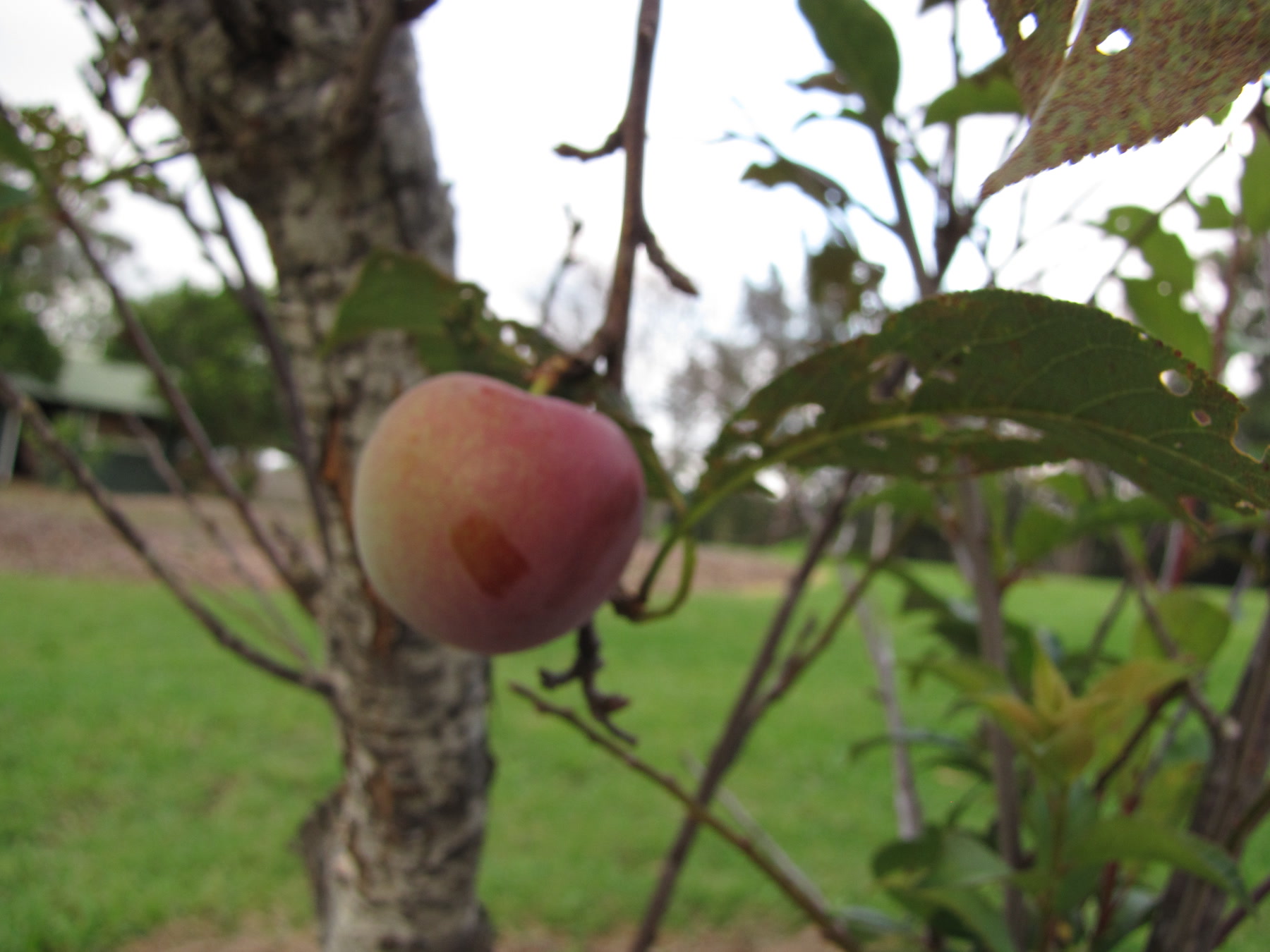 Алыча гибридная (Prunus cerasifera, гибридные сорта) — внешний вид растения
