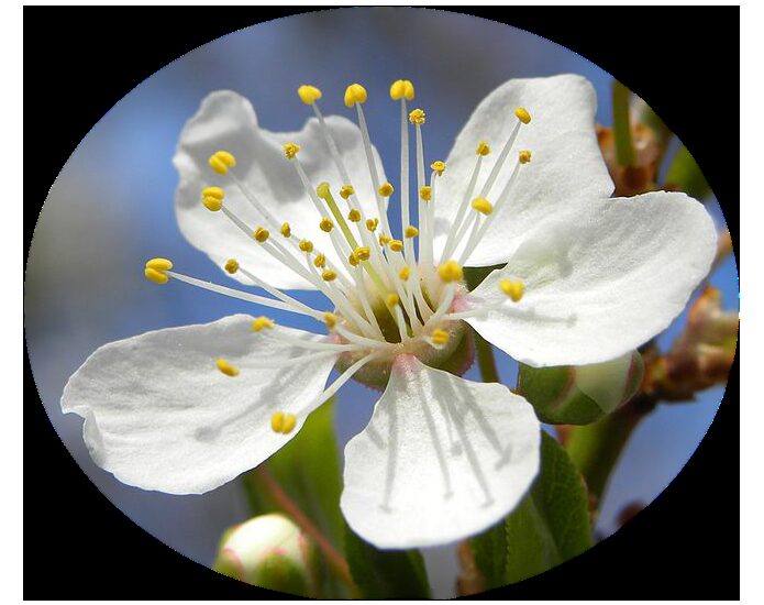 Алыча (Prunus cerasifera) — внешний вид растения