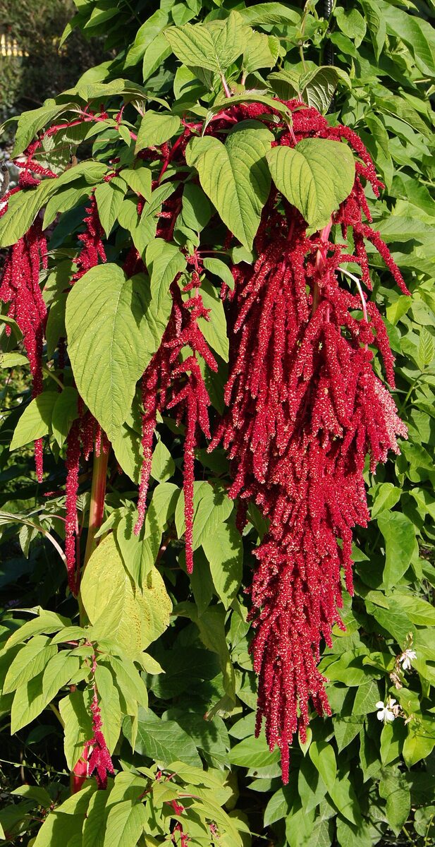 Амарант (Amaranthus) — внешний вид растения