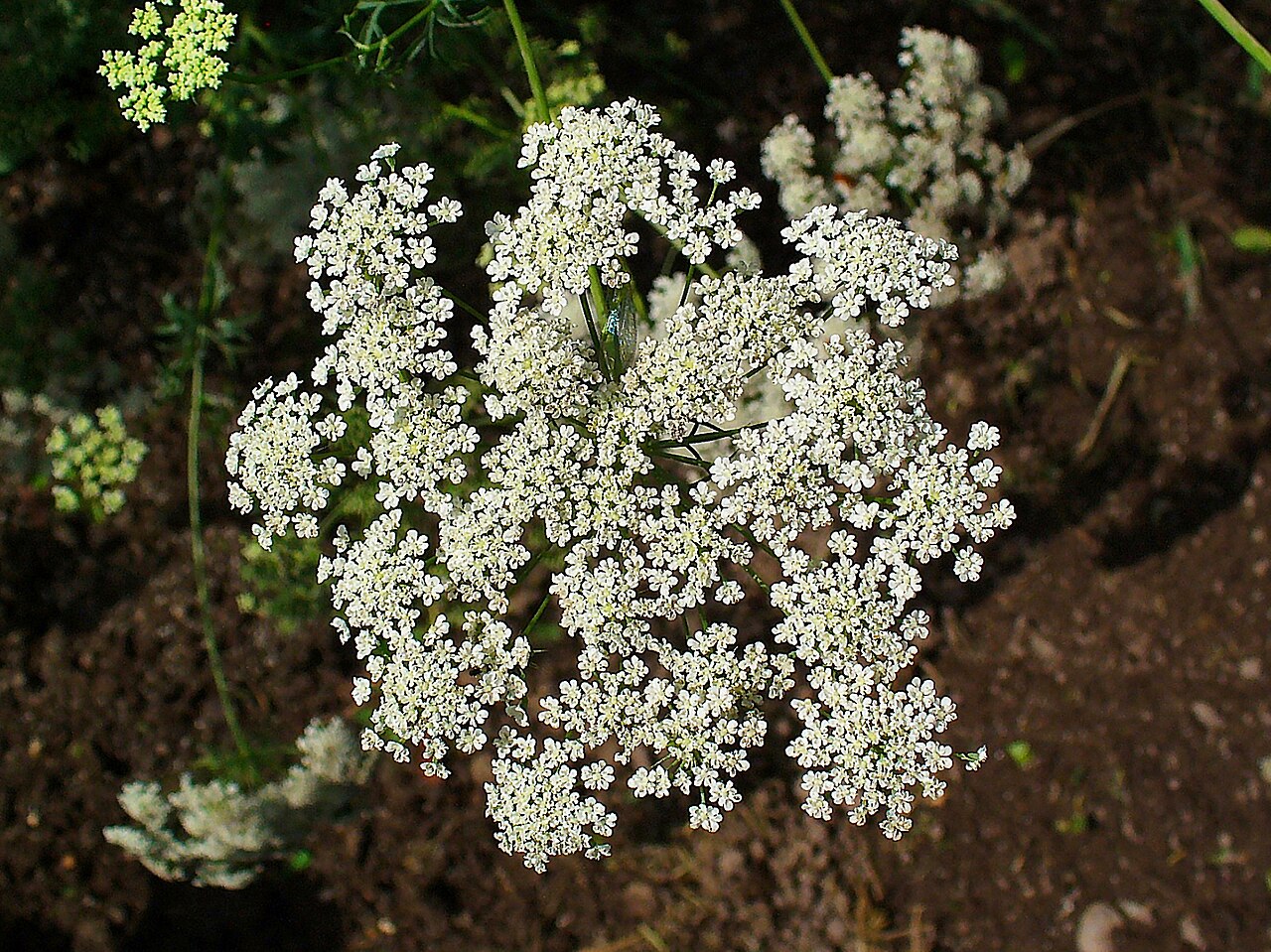 Амми (Ammi majus) — внешний вид растения