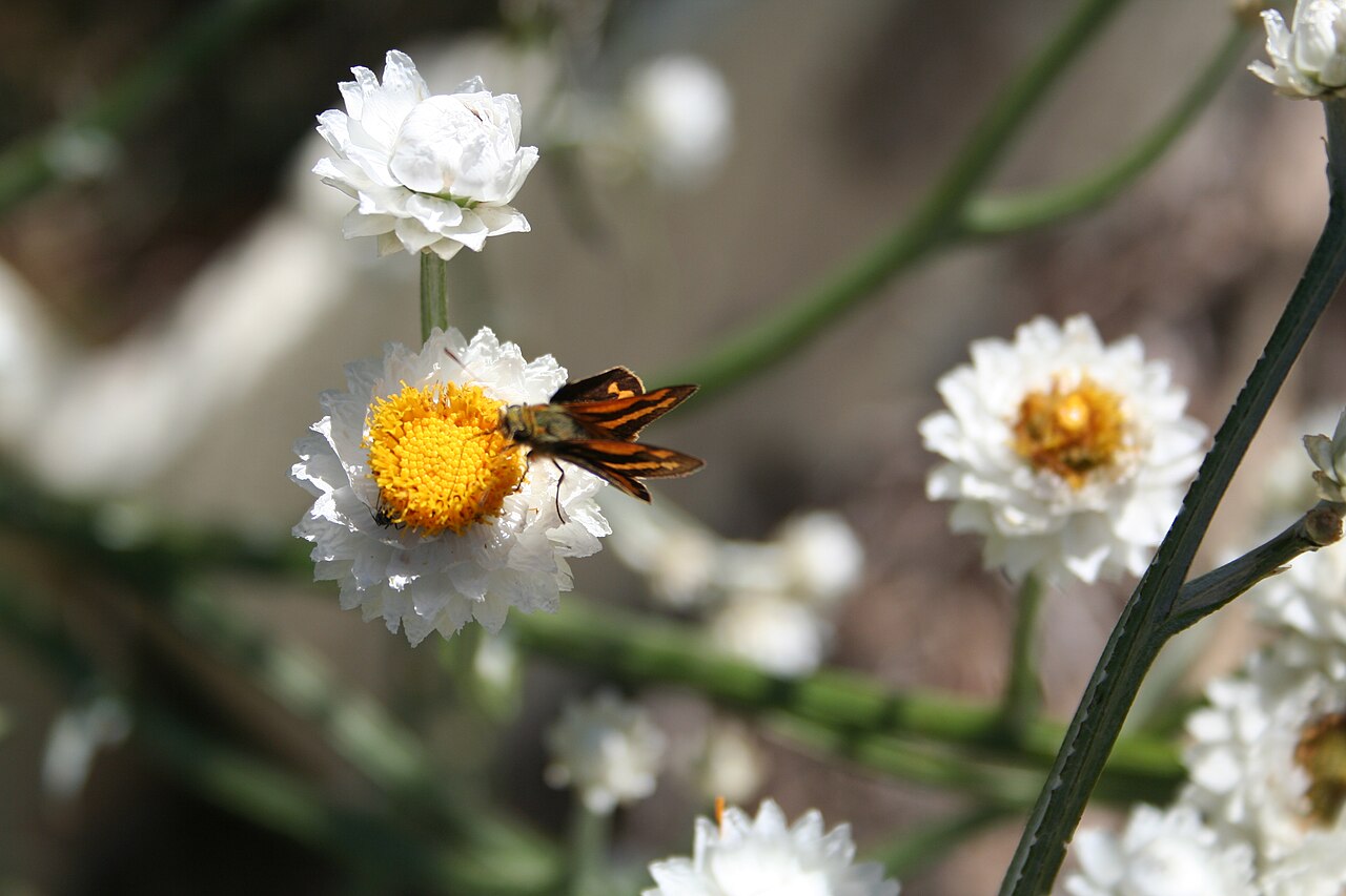 Аммобиум (Ammobium alatum) — внешний вид растения