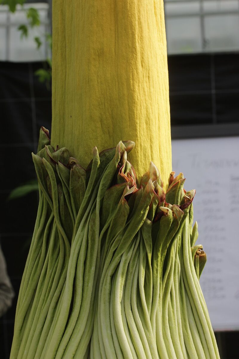Аморфофаллус (Amorphophallus konjac) — внешний вид растения