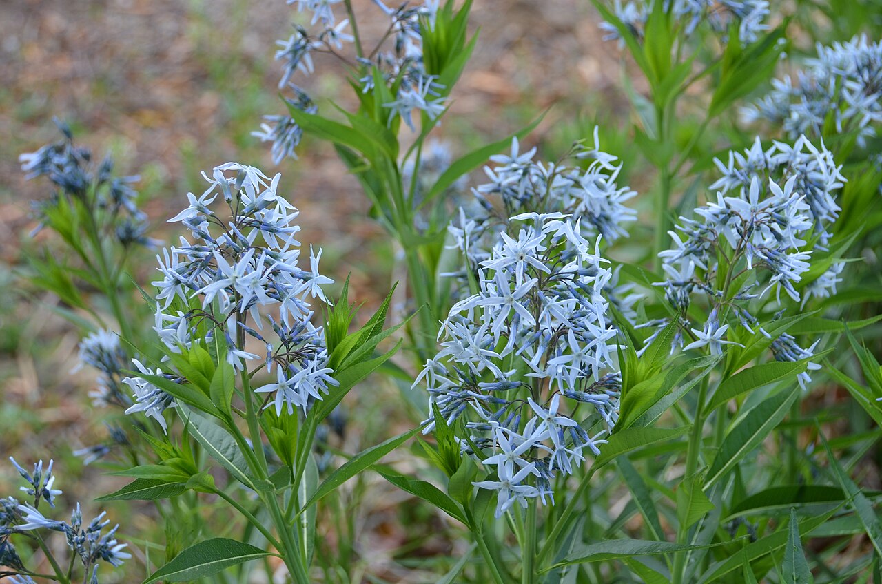Амсония (Amsonia) — внешний вид растения
