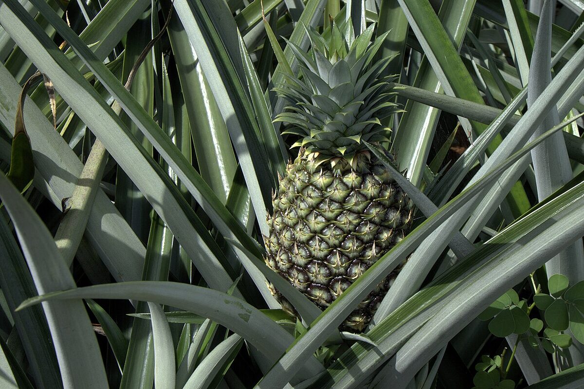 Ананас декоративный (Ananas comosus (в т.ч. var. variegatus)) — внешний вид растения