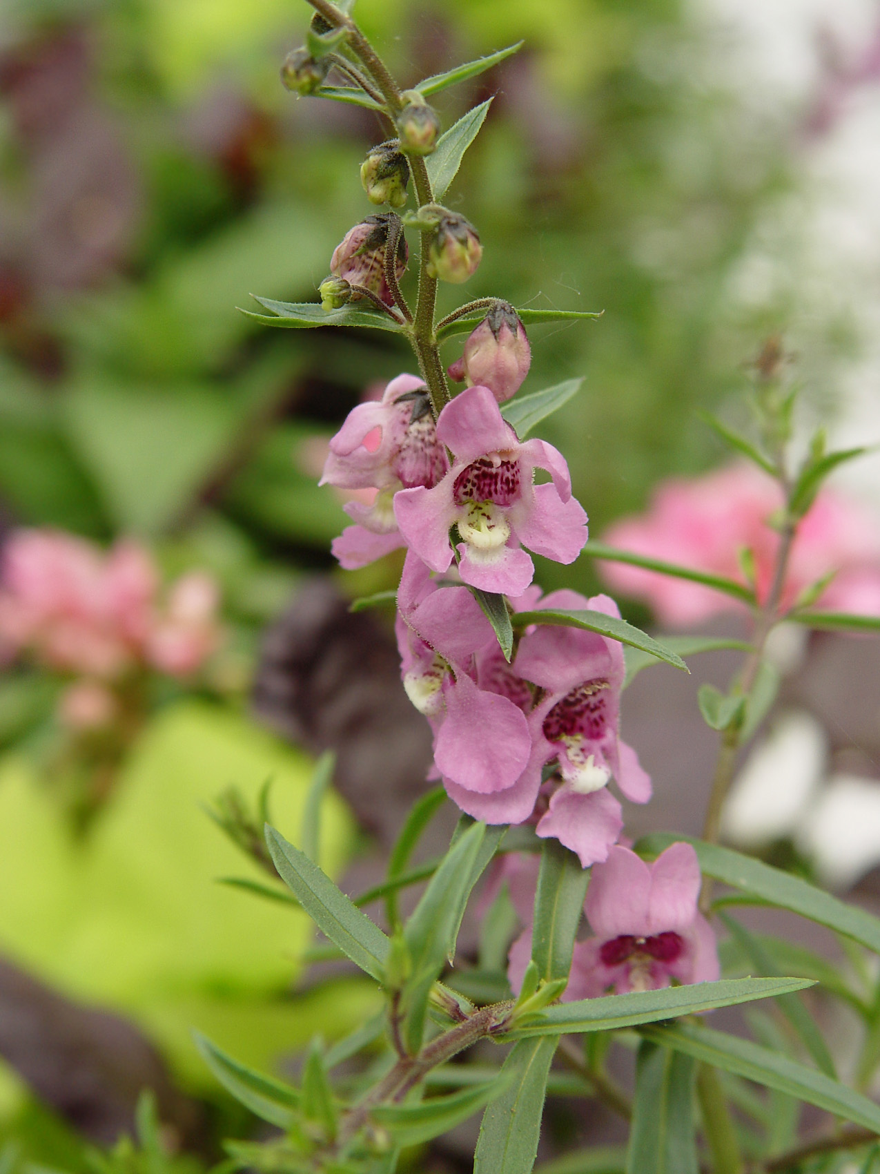 Ангелония (Angelonia angustifolia) — внешний вид растения