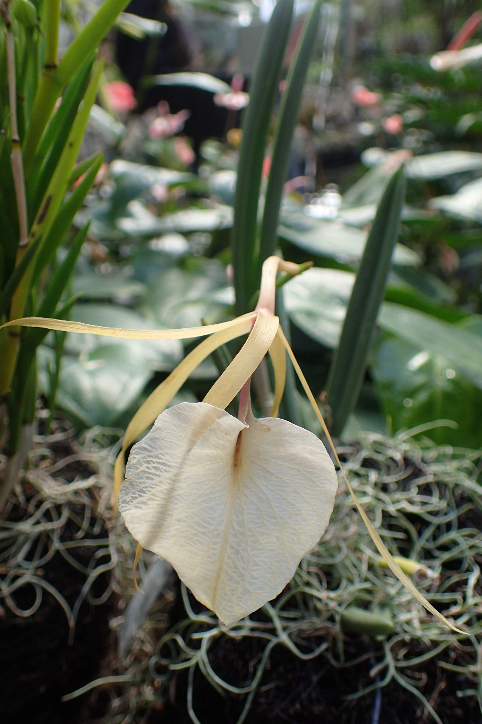 Ангрекум полуторафутовый (Angraecum sesquipedale) — белые звёздчатые цветки с длинным нектарником