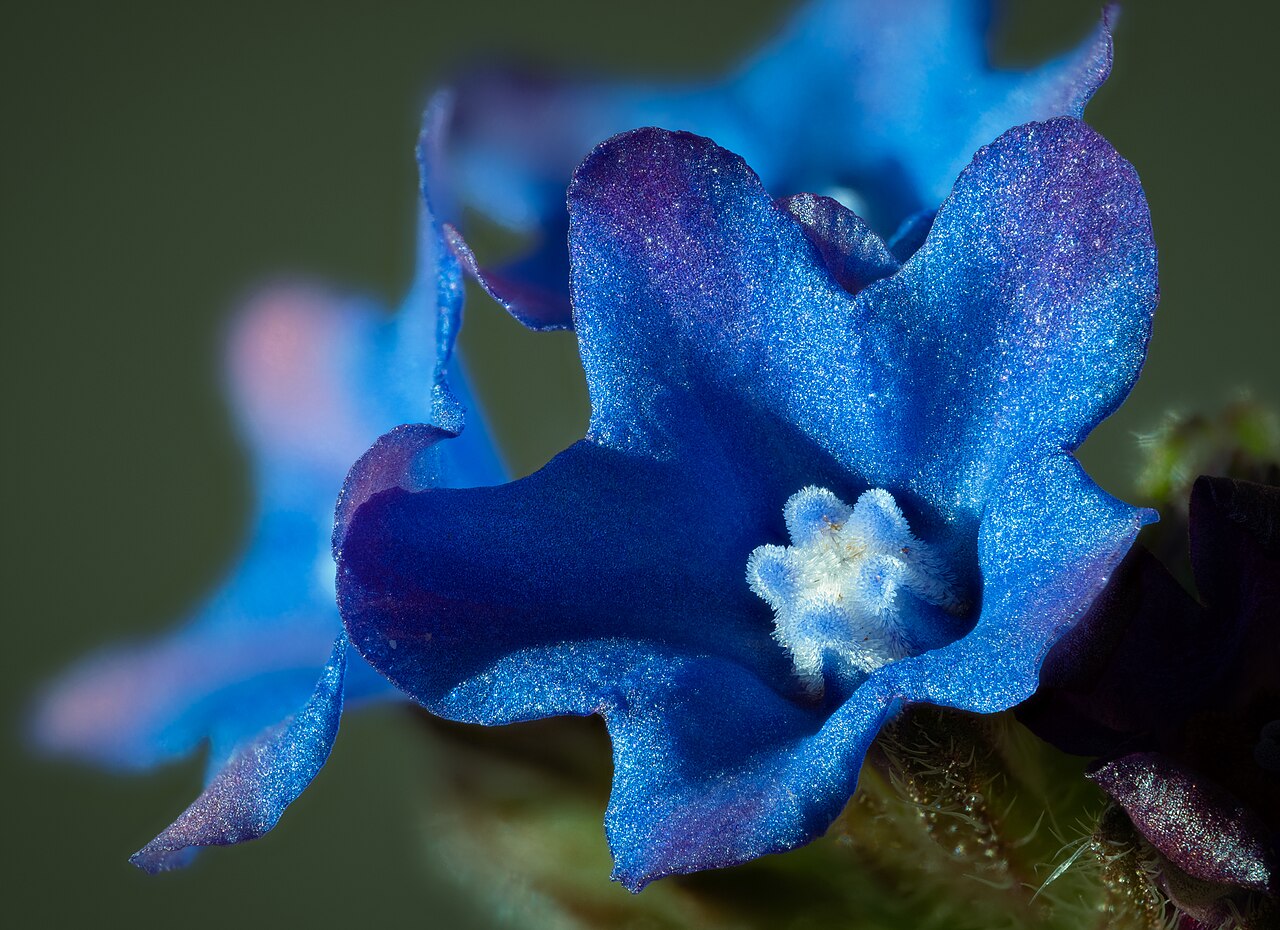 Анхуза (Anchusa) — внешний вид растения