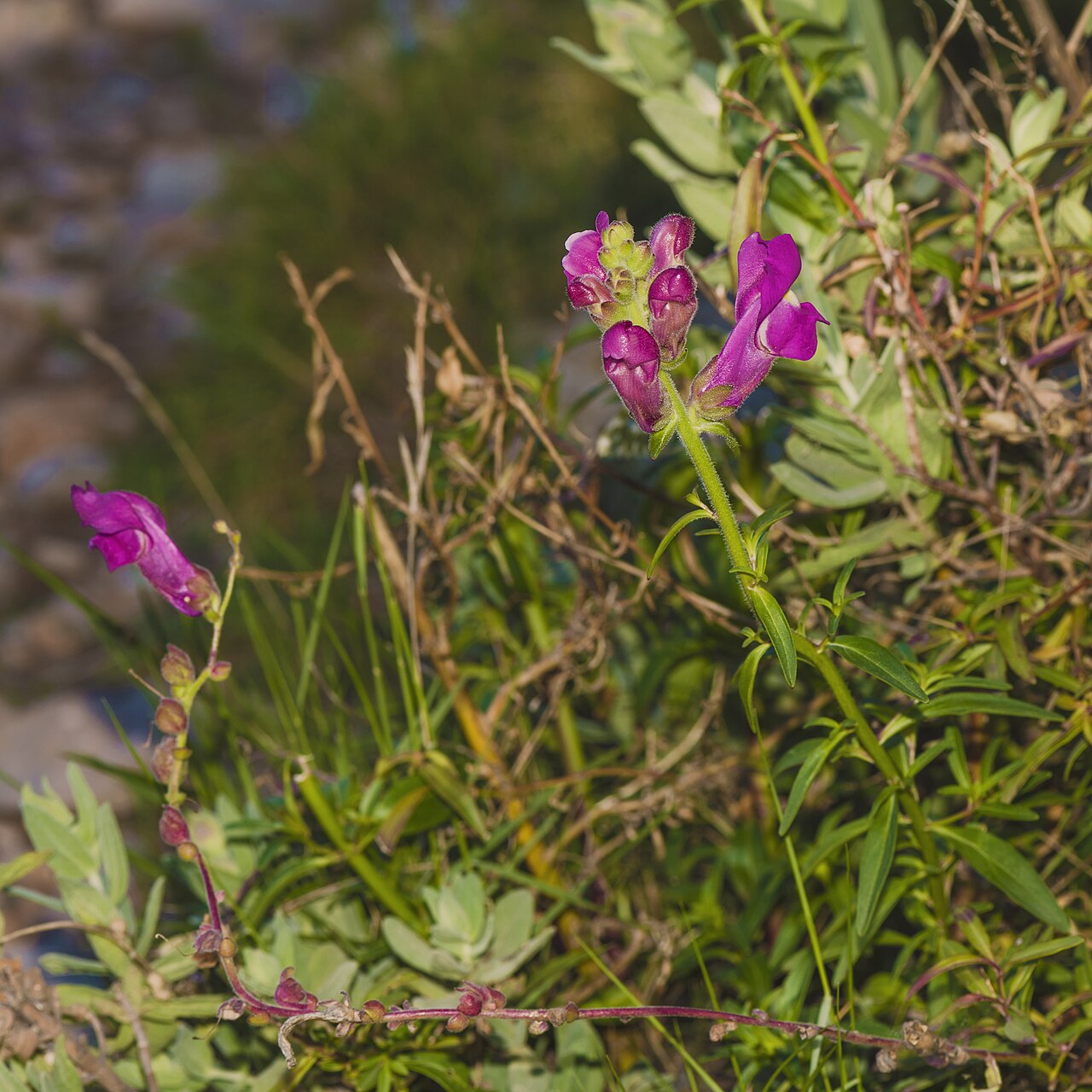 Львиный зев (Antirrhinum majus) — внешний вид растения