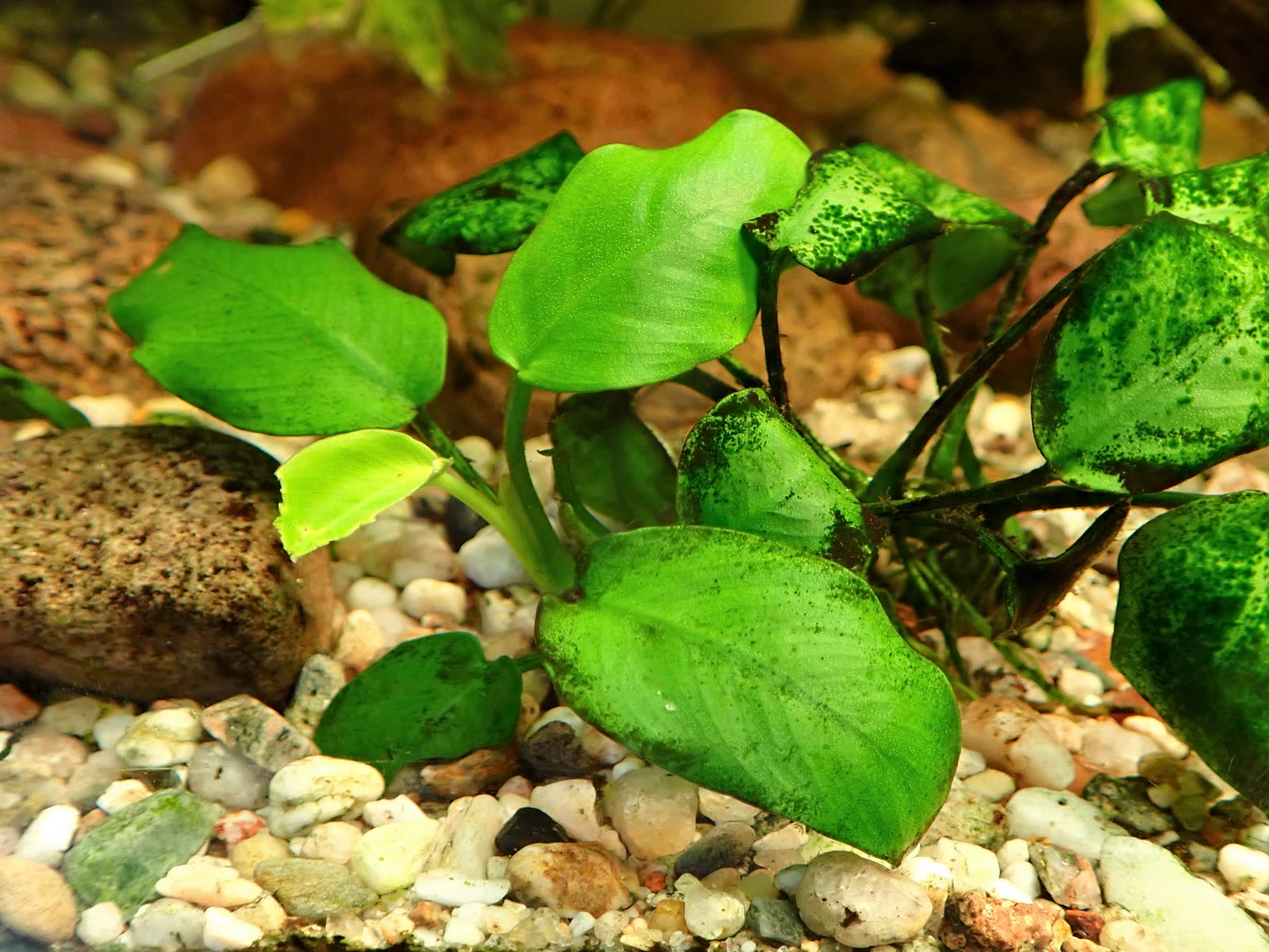 Анубиас Бартера (Anubias barteri) — плотные тёмно-зелёные листья на корневище