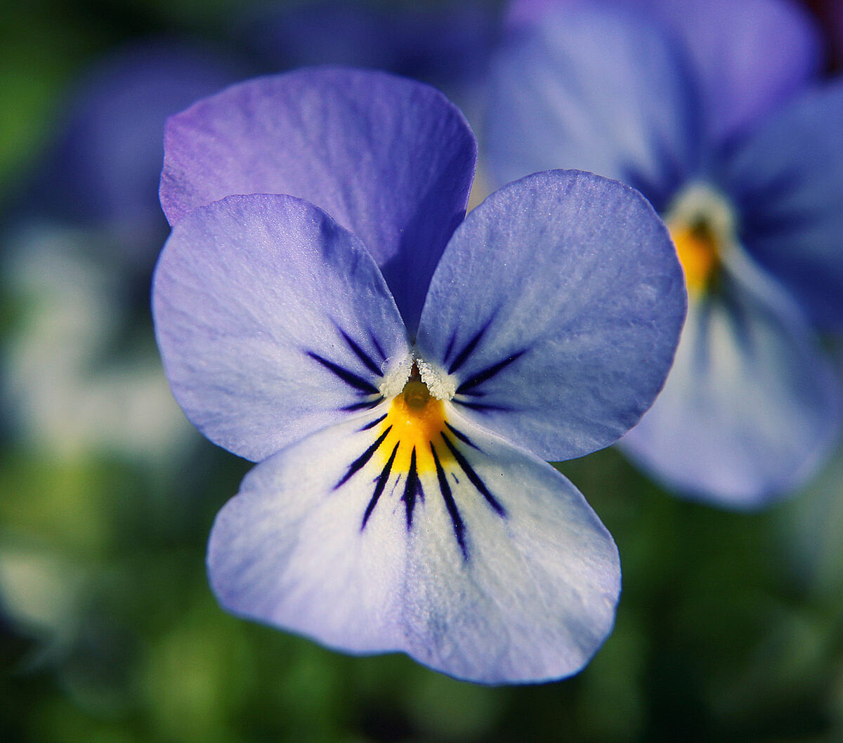 Анютины глазки (Viola wittrockiana) — внешний вид растения