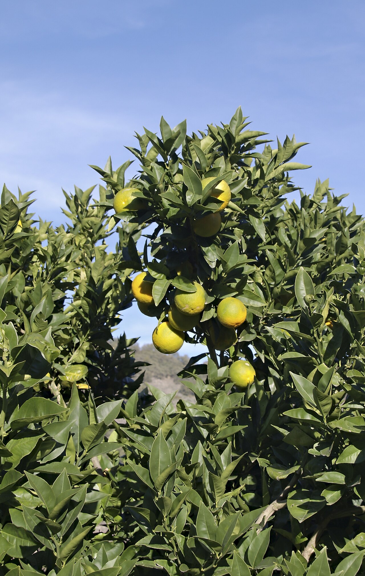 Апельсин (Citrus sinensis) — внешний вид растения