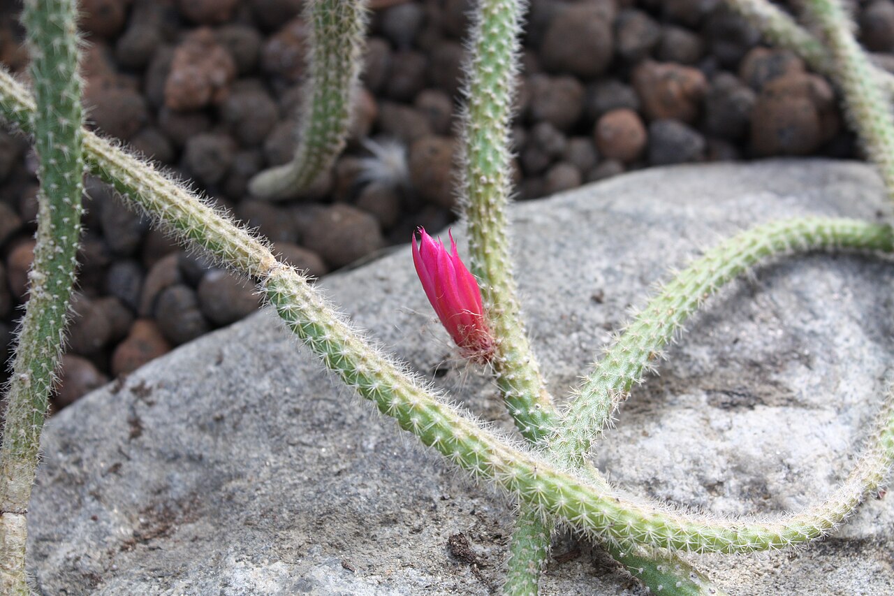 Апорокактус (Aporocactus flagelliformis) — внешний вид растения