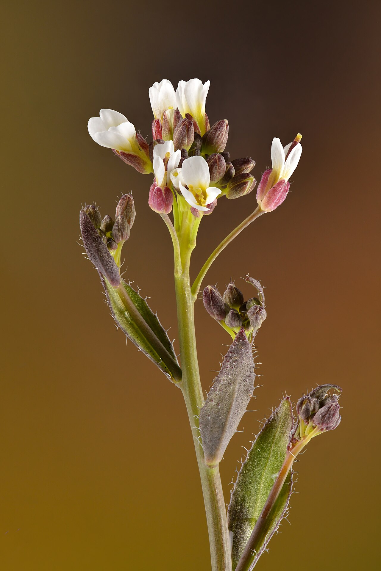 Арабис (Arabis) — внешний вид растения