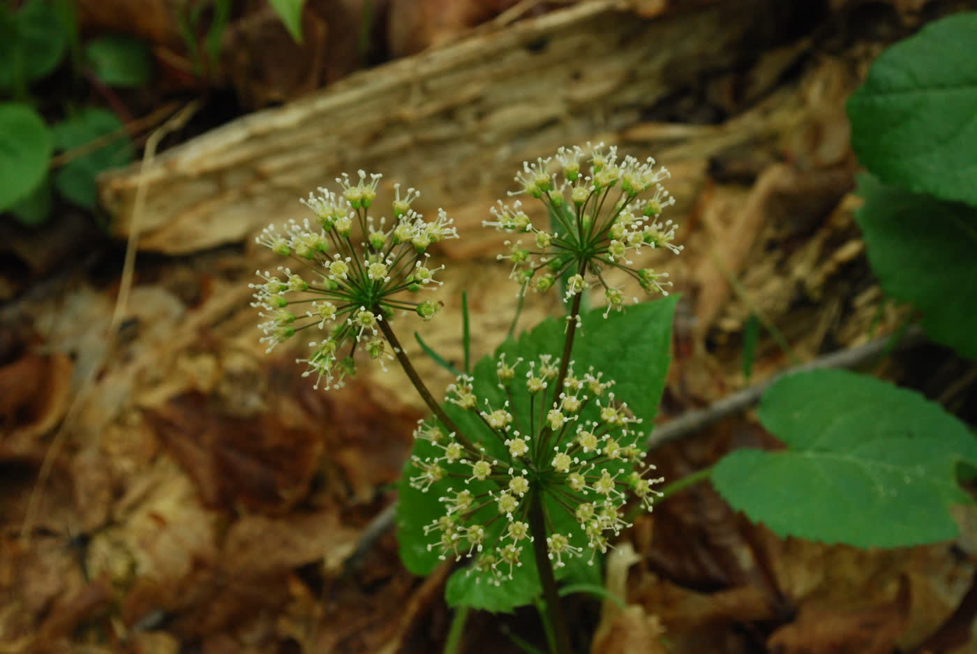 Аралия голостебельная (Aralia nudicaulis) — сложный лист и отдельный безлистный цветонос лесного почвопокровного растения