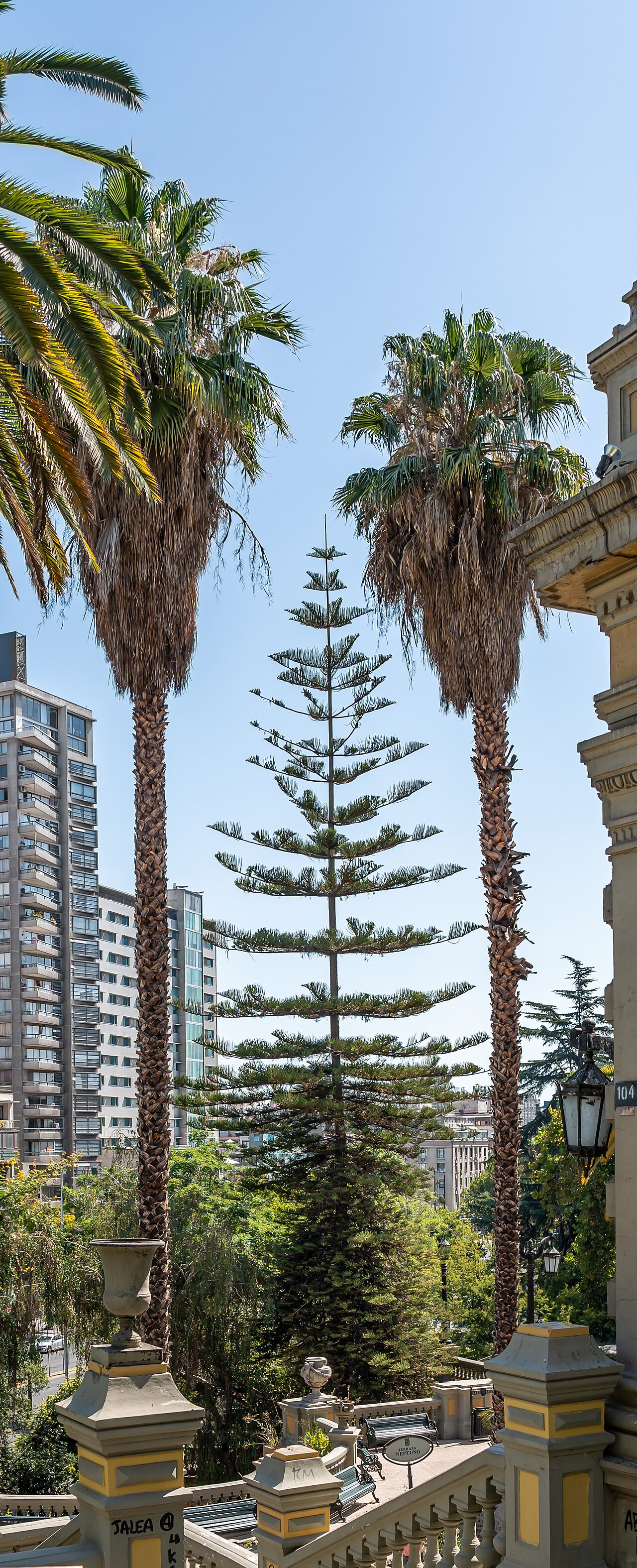 Араукария (Araucaria heterophylla) — внешний вид растения