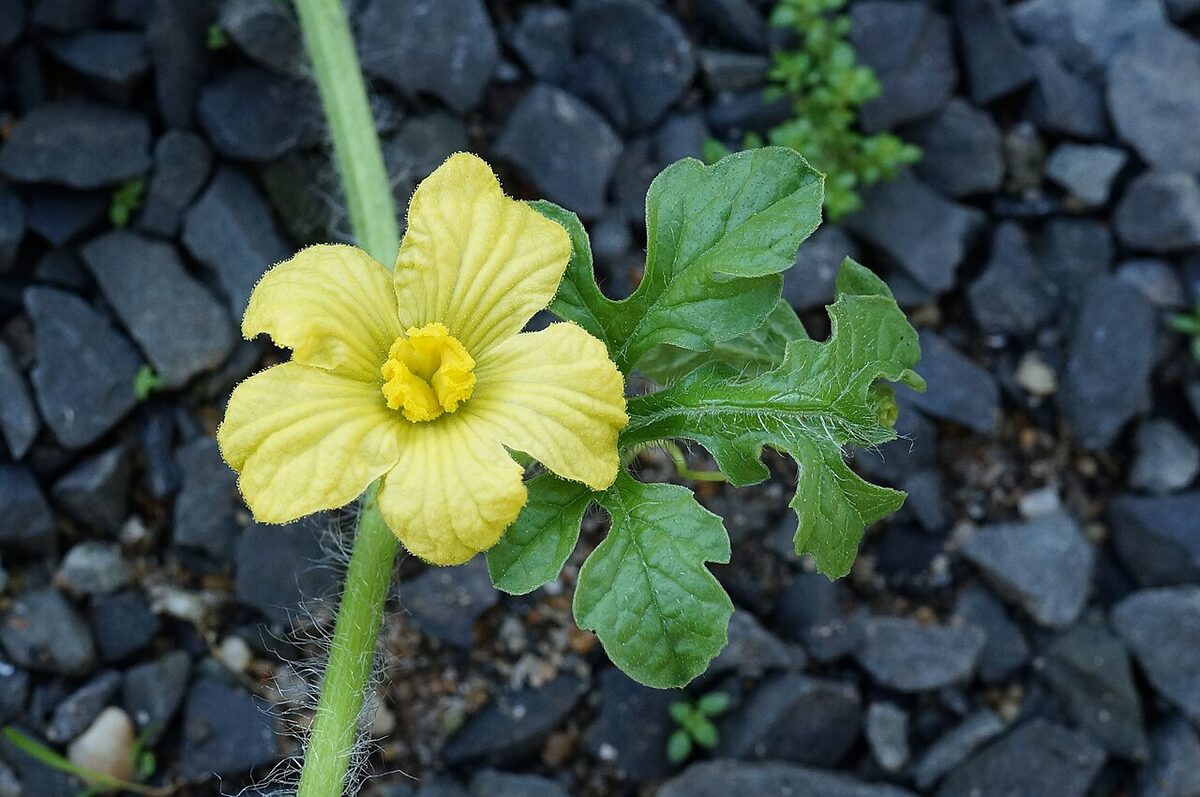 Арбуз (Citrullus lanatus) — внешний вид растения