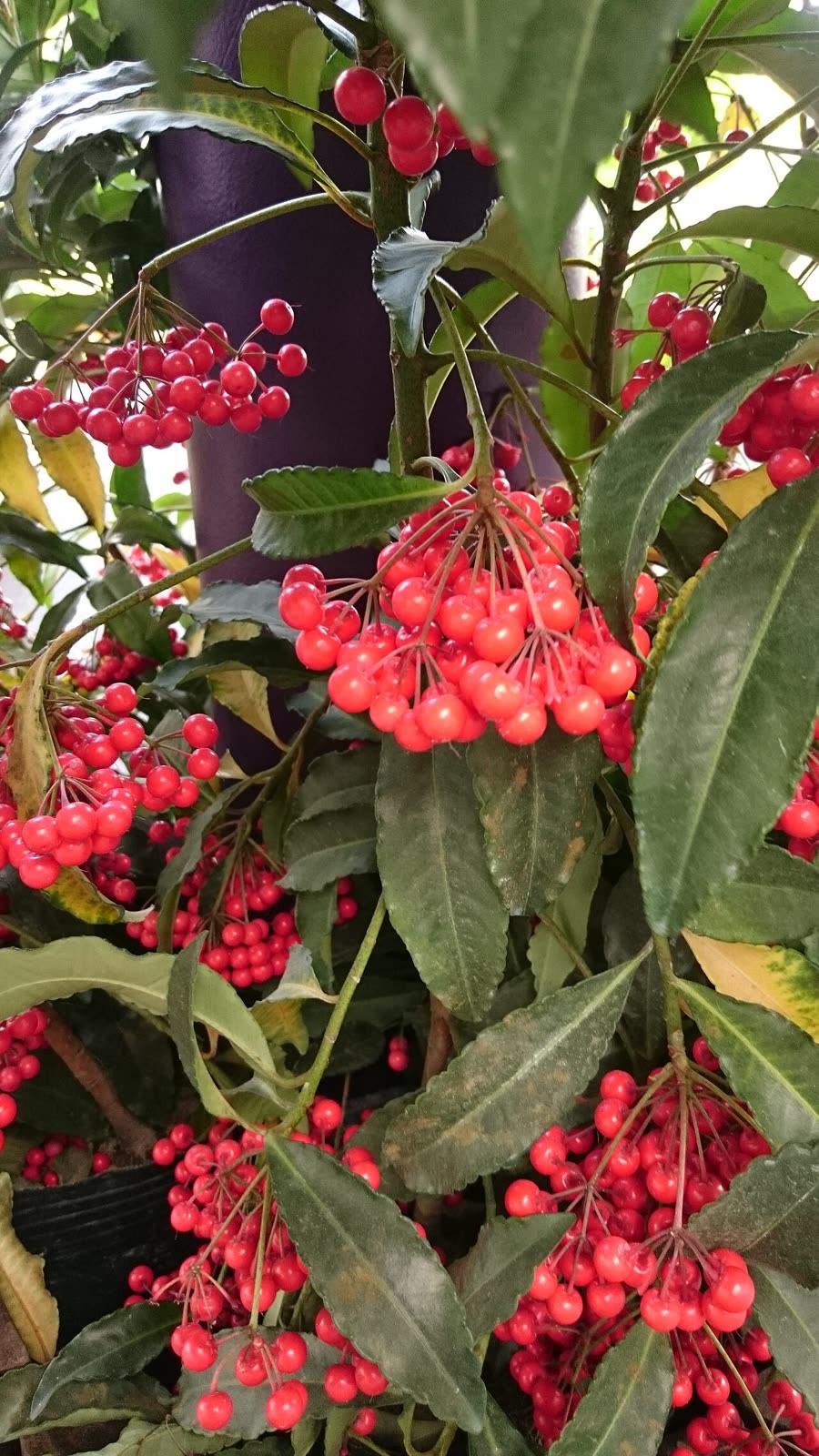 Ардизия городчатая (Ardisia crenata) — тёмные глянцевые листья с волнистым краем и тяжёлые гроздья ярко-красных ягод на комнатном кусте