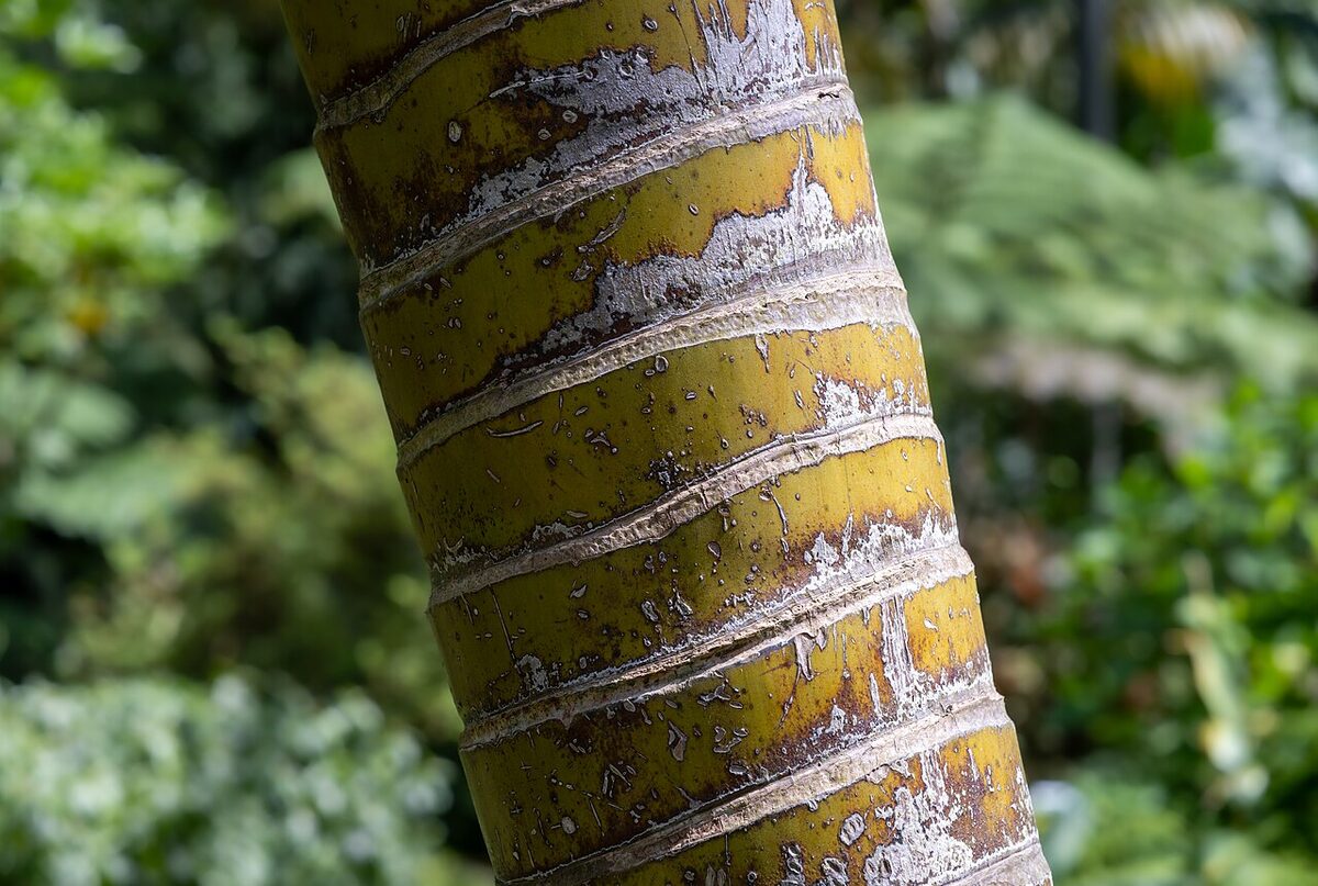 Арека (Dypsis lutescens) — внешний вид растения