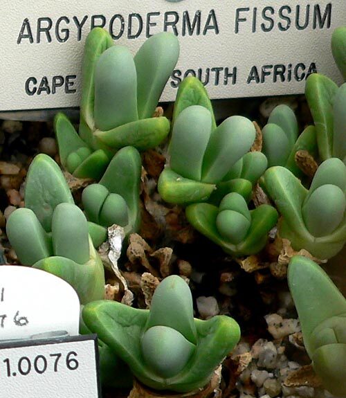 Аргиродерма (Argyroderma) — внешний вид растения